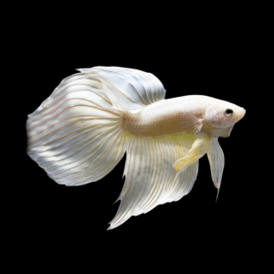 Veil Tail Albino Male Fighting Fish (Xl)