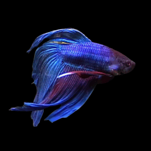 Veil Tail Blue Male Fighting Fish (Xl)