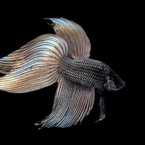 Veil Tail Grey And Black Male Fighting Fish (Xl)