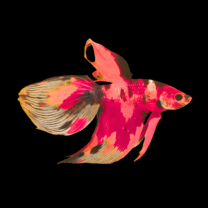 Veil Tail Nemo Male Fighting Fish (Xl)
