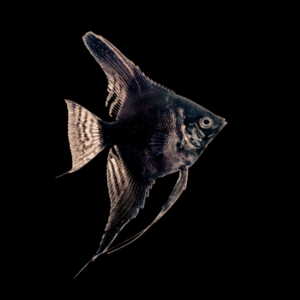 Black Angelfish (3 - 3,5 Cm)