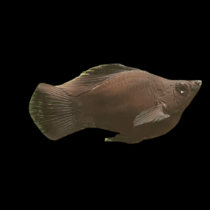 Black Balloon Molly (2,5 - 3 Cm)