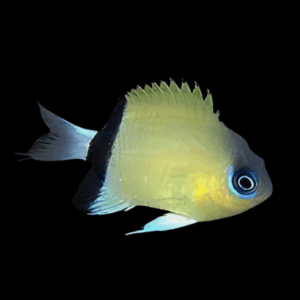 Black-Bar Chromis - M