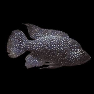 Black Diamond Cichlid (4 - 5 Cm)