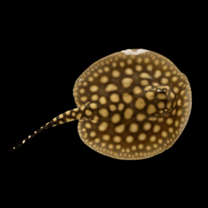 Freshwater Black Diamond x P14 Pearl Hybrid Stingray Potamotrygon Sp 20cm - Female