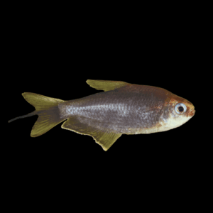 Black Emperor Tetra (2 - 3 Cm)