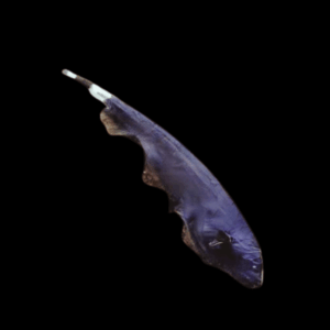 Black Ghost Knifefish (5 - 6 Cm)