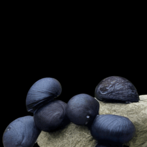 Black Helmet Snail (1 - 2cm)
