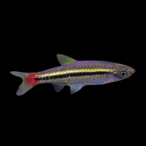 Red Tailed Black Line Rasbora (2 - 3 Cm)