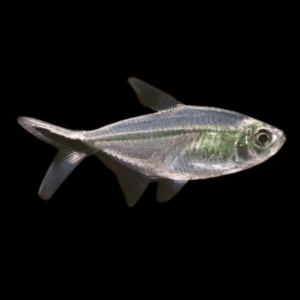 Costa's Black Line Tetra (2 - 3 Cm)