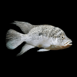 Haitian Black Nasty Cichlid (2 - 2,5 Cm)