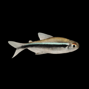Black Neon Tetra (2 - 2,5 Cm)