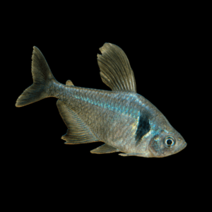 Black Phantom Tetra (2 - 2,5 Cm)