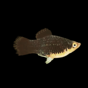 Black Platy (3 - 4 Cm)