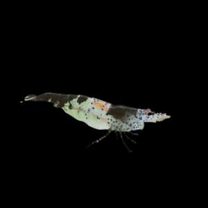 Black Carbon Rilli Shrimp (1 - 1,5 Cm)