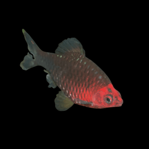 Black Ruby Barb (> 4 Cm)
