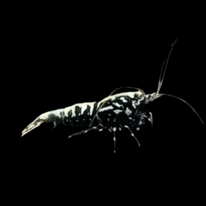 Black Star Shrimp (1 - 1,5 Cm)