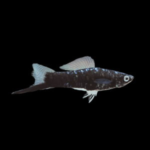 Black Swordtail (4 - 5 Cm)