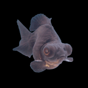 Black Telescope Butterfly Moor Goldfish Carassius Auratus - 10cm X 6