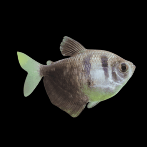 Black Widow Tetra (3 - 4 Cm)