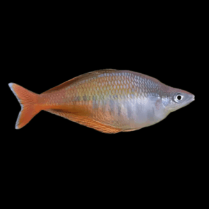 Bleher's Rainbow Fish (> 6 Cm)