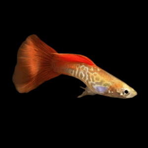 Male Red Blonde Guppy (3 - 4 Cm)