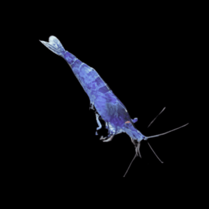 Blue Cherry Shrimp (1 - 1,5 Cm)