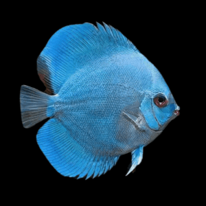 Blue Diamond Discus (10Cm (12,5Cm))
