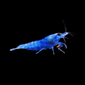 Blue Diamond Shrimp (1 Cm)
