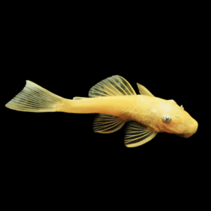 Lemon Blue Eye L144 Bristlenose Pleco (2 - 2,5 Cm)