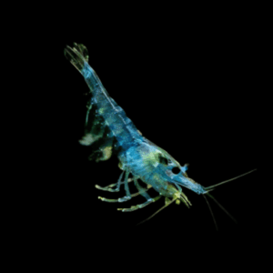 Blue Jelly Shrimp (1 - 1,5 Cm)