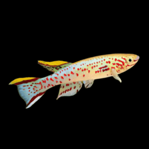 Blue Lyretail Killifish (2 - 3 Cm)