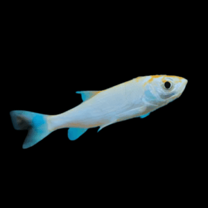 Blue Orfe Leuciscus Idus - 10cm X 10