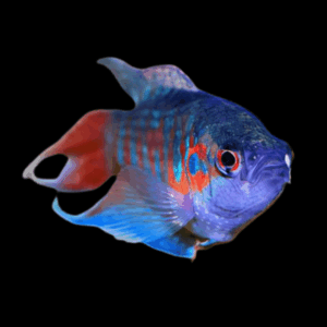 Blue Paradise Fish (> 5,5 Cm)