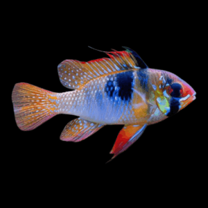 German Blue Ram Dwarf Cichlid (3 - 3,5 Cm)