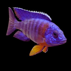 Aulonocara Blue Red Sided Peacock Cichlid (3 - 4 Cm)