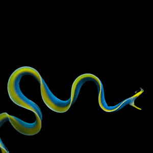 Ribbon Moray Eel - M