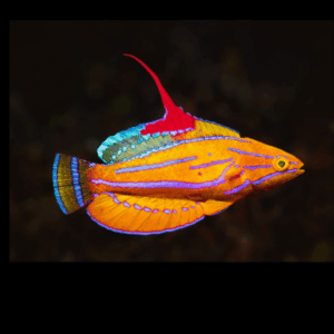 McCoskers Flasher Wrasse - M