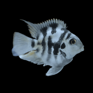 Blue Tiger Parrot Fish (5 - 6 Cm)