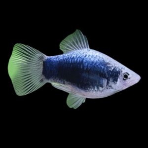 Blue Tuxedo Platy (3 - 4 Cm)