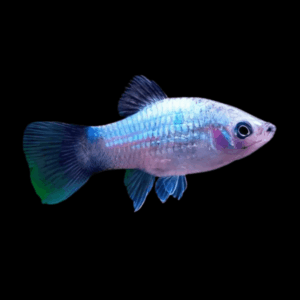 Blue Wagtail Platy (3 - 4 Cm)