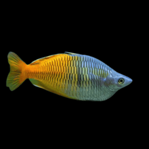 Boesemani Rainbow Fish (3 - 4 Cm)