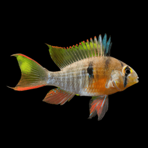 Bolivian Red Ram Dwarf Cichlid (3,5 - 4 Cm)