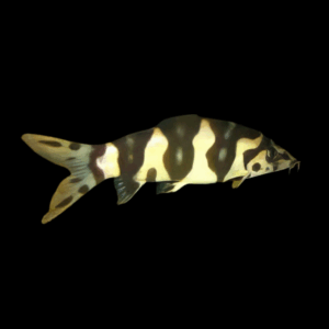Hybrid Yo Yo X Clown Loach (3 - 4 Cm)
