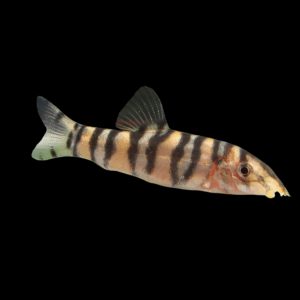 Gangetic Loach (5 Cm)