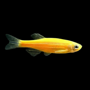 Gold Golden Danio > 3,8 cm