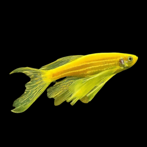 Golden Danio Long Fin > 3,8 cm