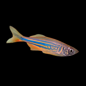 Brachydanio Malabaricus Orange 3 - 4 cm