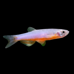 Danio Rosea 3,5 - 5 Cm