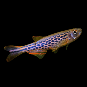 Brachydanio Frankei Leopard Danio 2cm